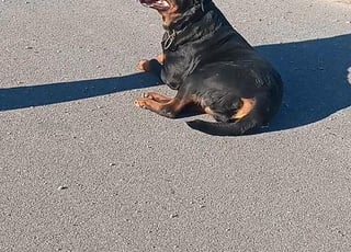 Rottweiler bien dressé avec carnet de vaccin