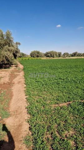 Terrains pour 9 villas route fes km16 - 2