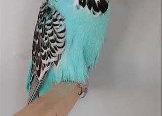 perruche anglaise grande taille