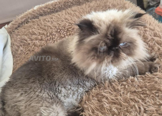 Vends chat persan himalayen