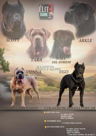 Chiots cane corso pedigree fils du champion