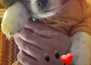 Lotissement Bab Salam route Ain Chkef, près de Blanco