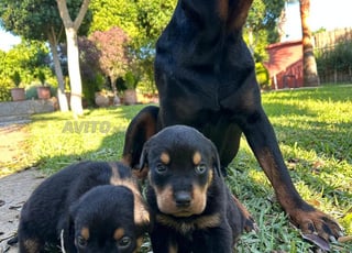 Chien rottweiler mâle et femelle 1 mois