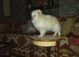 كلب صغير من نوع سبيتز بوميرانيان