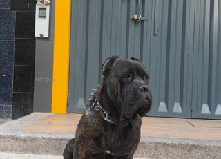 mal..cane corso 2ane