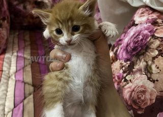 قط للبيع