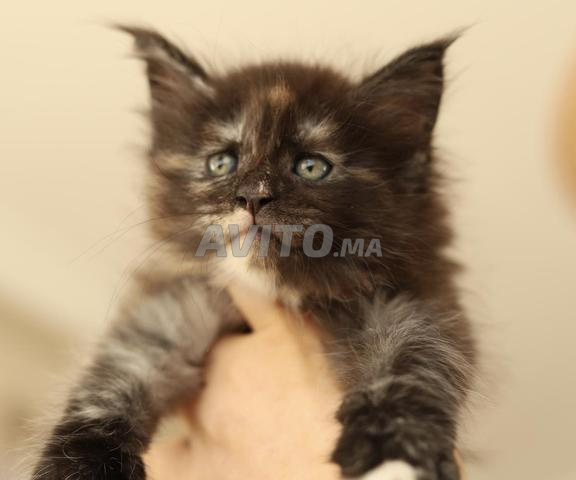 قطط مين كون مع شجرة عائلية WCF