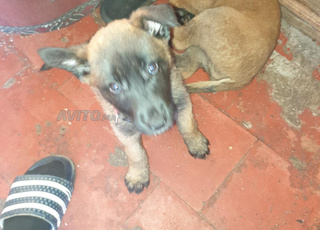 Petit chiot malinois femelle