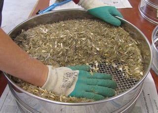 femmes pour travailler dans le triage de plantes