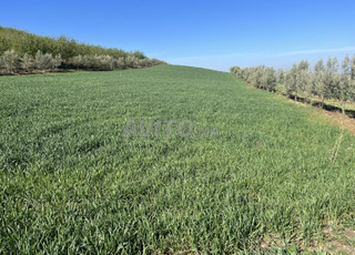 Autorisation kouri djaj terrain agricole 1 H