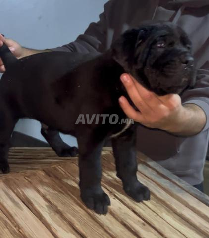Cane Corso