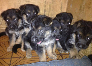 Bébé chien Bergé almond