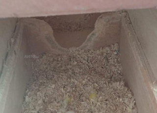 Couple d’inséparables mâle et femelle avec cage