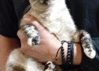 Chat Siamois d'origine 😽🐈 mignon de Thaïlande