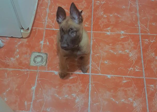 berger malinois
