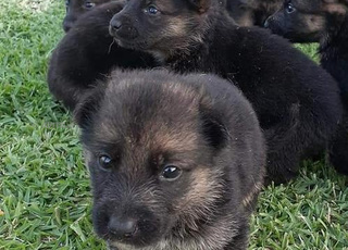 Bébé chiot berger allemand âgé de 45 jours