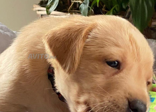 جرو لابرادور ريتريفر رملي عمره 50 يوم