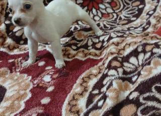 Des super chiots chihuahua de pure race