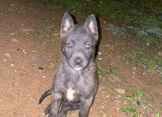 Femelle Malinoise Charbonner