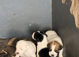 جرو بوينتر للبيع