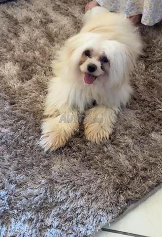 canich bichon havanais