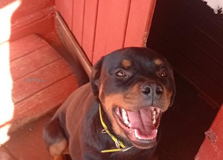 Rottweiler pedigree femelle