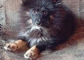 chiot spitz nain black time