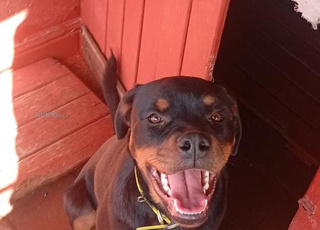 أنثى روتويلر ذات نسب