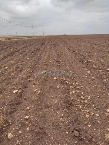 هكتار ونصف محافظة للبيع معازيز تيفلت الخميسات - 2