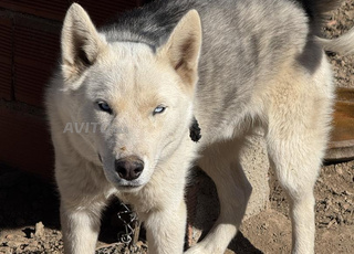 Vente d'un chien husky
