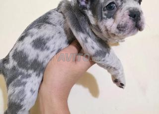 Bulldog français