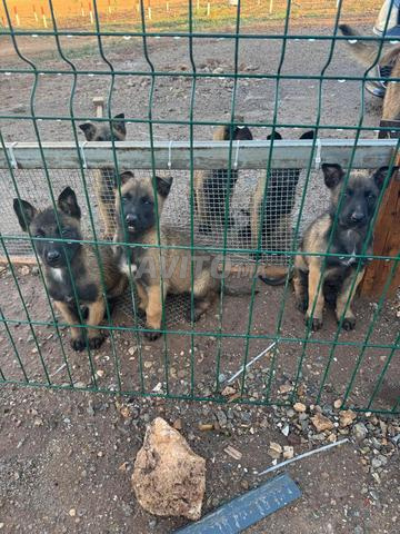 5 Malinois fauve charbonnée au masque noir. - 2