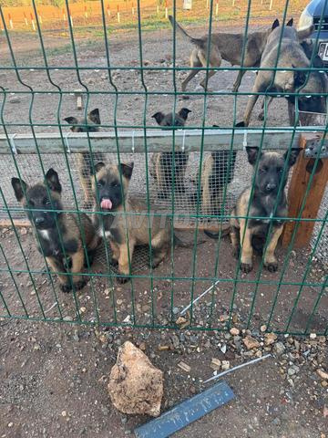 5 Malinois fauve charbonnée au masque noir.