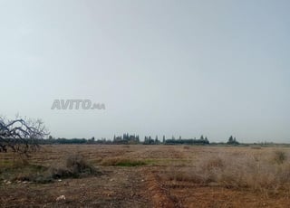 Terrain agricole 7 hectares El Bayad Ouled Said El Oued