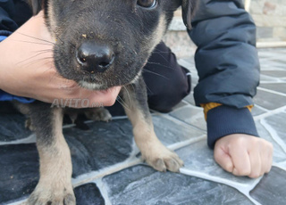 Vente d'un chien de la race Rottweiler