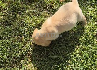 Labrador à vendre