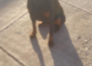 Doberman pinsher male marron