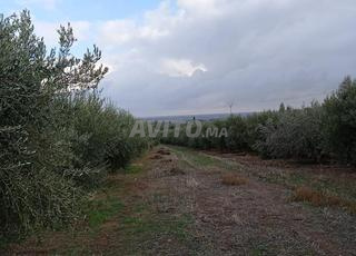 مزرعة موثقة الوصول عبر الطريق السريع - أقل من ساعتين الدار البيضاء