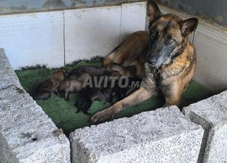 بيع جراء مالينو