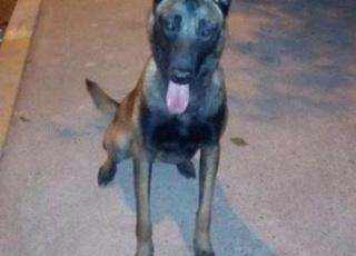 Netoua malinois charbonné 9 mois