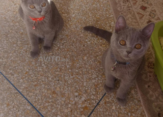 Chat British Shorthair