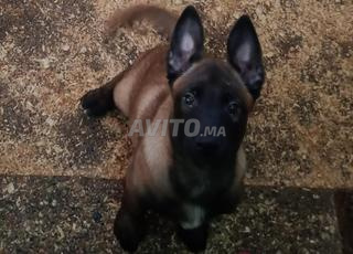 جراء مالينوا chiots malinois