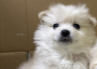 Chiots spitz pomeranian