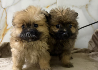 spitz loulou pomeranie