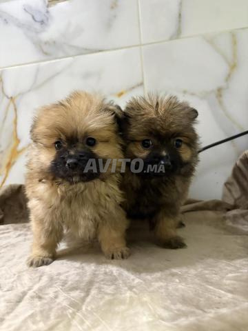 Spitz Loulou Pomeranie