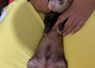 Furet mâle