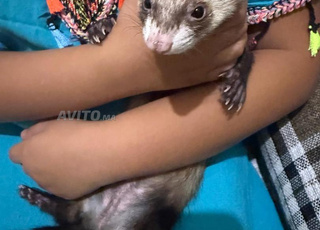 Furet femelle