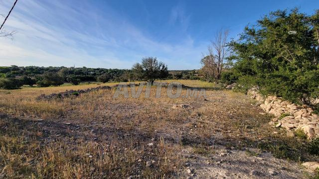 Terrain titré de 12000m² à Essaouira Lahrarta