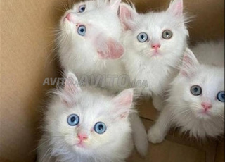 chatons angora turc aux yeux différents