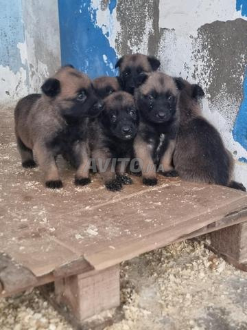 chiot malinois charbonne